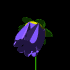 fleur