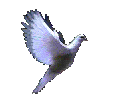 oiseau