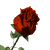 rose js